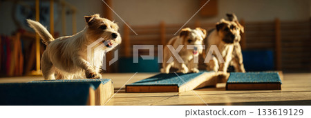 Three small terriers run energetically across raised platforms in a spacious training hall filled with agility equipment. Their playful spirit showcases fitness and wellness in animals, banner 133619129
