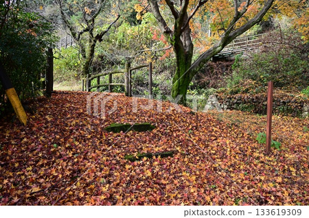 Fallen maple trees and moss-covered stone steps Fallen maple trees and moss-covered stone steps 133619309
