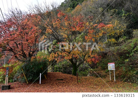 中山道上的岩屋觀音堂入口,秋葉正映襯著美麗的景色。 中山道上的岩屋觀音堂入口,秋葉正映襯著美麗的景色。 133619315