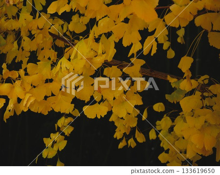 Yellow ginkgo leaves 133619650