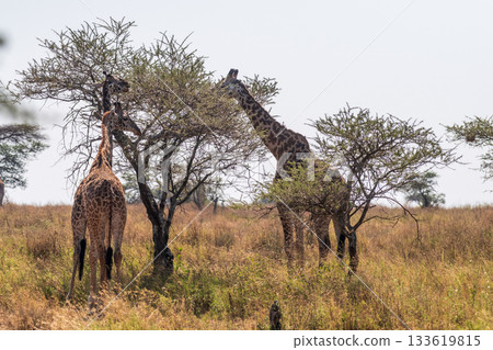 Masai Giraffe in the Serengeti Masai Giraffe in the Serengeti 133619815