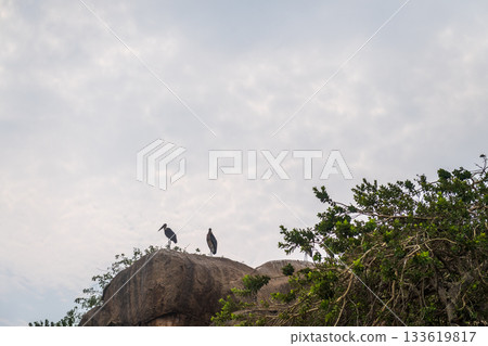 Marabu storks near lake victoria Marabu storks near lake victoria 133619817