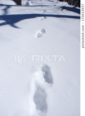 Footprints of Sika deer Footprints of Sika deer 133619937