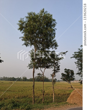 Lone tree stands tall amidst a golden field under a clear sky 133620218
