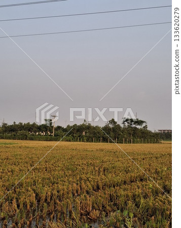 Golden wheat field under a vast hazy sky with distant trees 133620279