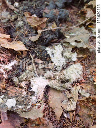 Remains of hare hair and legs in fox droppings Remains of hare hair and legs in fox droppings 133620313