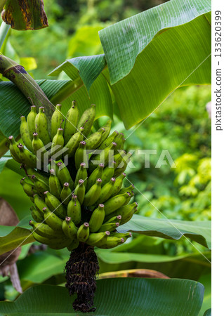 Clusters of wild, green bananas grow under the tropical sun. Clusters of wild, green bananas grow under the tropical sun. 133620399