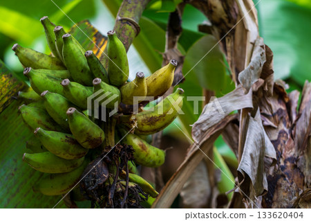 Clusters of wild, green bananas grow under the tropical sun. Clusters of wild, green bananas grow under the tropical sun. 133620404