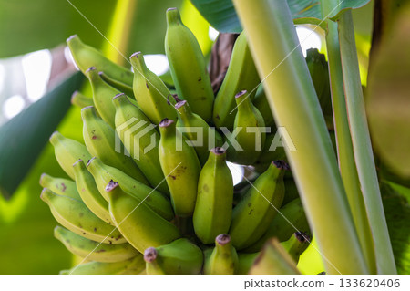 Clusters of wild, green bananas grow under the tropical sun. Clusters of wild, green bananas grow under the tropical sun. 133620406