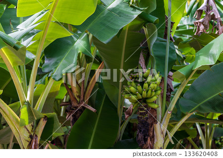 Clusters of wild, green bananas grow under the tropical sun. Clusters of wild, green bananas grow under the tropical sun. 133620408