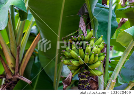 Clusters of wild, green bananas grow under the tropical sun. 133620409