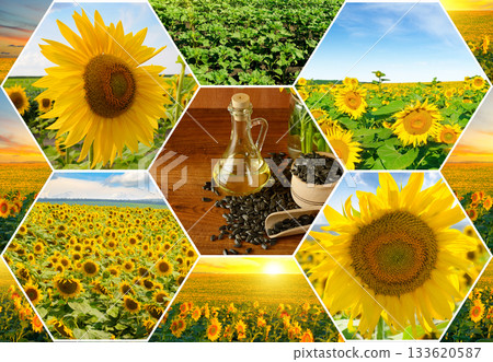 Sunflower Harvest and Oil Production Collage Sunflower Harvest and Oil Production Collage 133620587