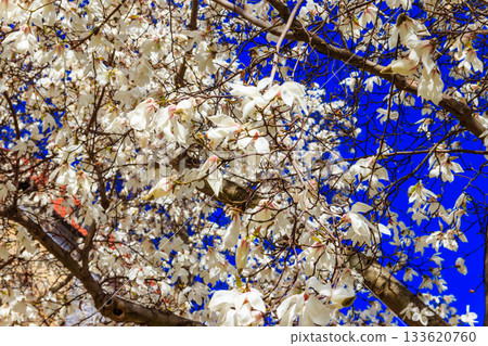 Beautiful blooming white magnolia tree in park Beautiful blooming white magnolia tree in park 133620760
