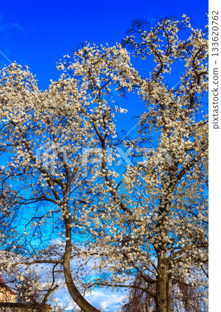 Beautiful blooming white magnolia tree in park Beautiful blooming white magnolia tree in park 133620762
