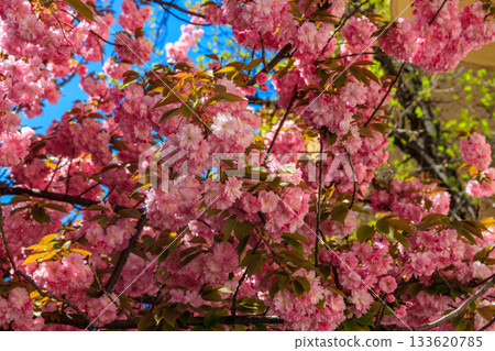 Pink blossoming sakura tree in garden at spring Pink blossoming sakura tree in garden at spring 133620785