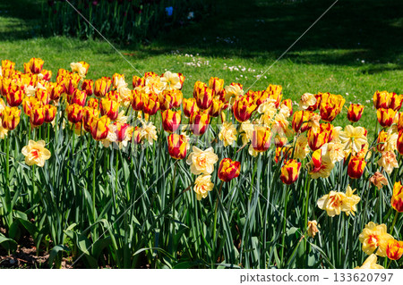Orange tulips and daffodils on flower bed in the garden 133620797