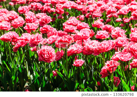 Flowerbed of double pink tulips in the park at spring 133620798