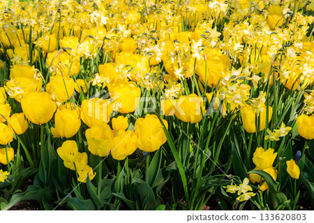 Yellow tulips and daffodils on flower bed in the garden Yellow tulips and daffodils on flower bed in the garden 133620803