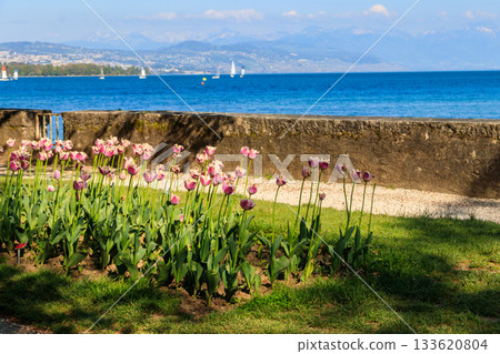 Beautiful colourful spring tulips on the background of Alps Mountains and Lake Geneva in Morges, Switzerland 133620804
