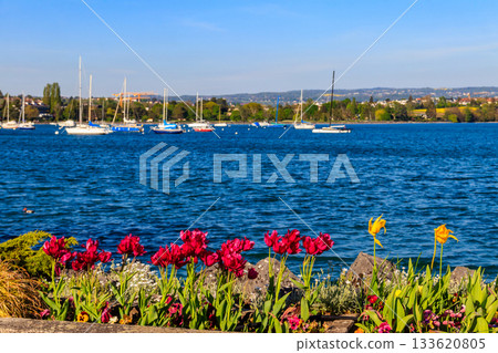 Beautiful colourful spring tulips on the background of Alps Mountains and Lake Geneva in Morges, Switzerland Beautiful colourful spring tulips on the background of Alps Mountains and Lake Geneva in Morges, Switzerland 133620805