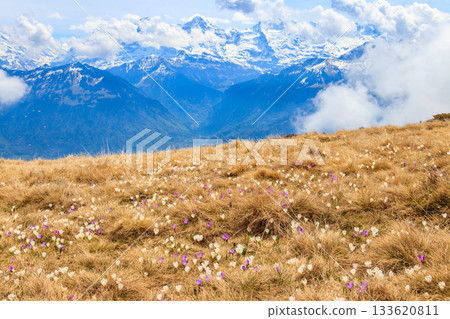 Wild purple and white Crocus alpine flowers blooming at spring in the Swiss Alps. Niederhorn, Switzerland. Beautiful Switzerland mountains landscape with blooming crocus flowers 133620811