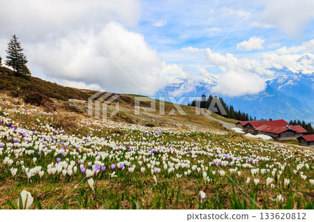 Wild purple and white Crocus alpine flowers blooming at spring in the Swiss Alps. Niederhorn, Switzerland. Beautiful Switzerland mountains landscape with blooming crocus flowers 133620812