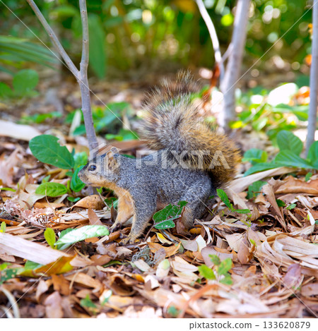 Eastern Gray Squirrel Sciurus carolinensis on park 133620879