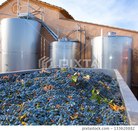 cabernet sauvignon winemaking with grapes and tanks 133620882