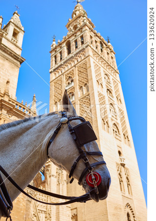 Seville cathedral Giralda tower with horse Seville cathedral Giralda tower with horse 133620924