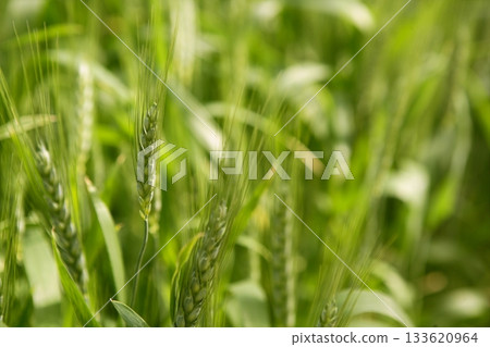 Oat Sativa cereal green field Oat Sativa cereal green field 133620964