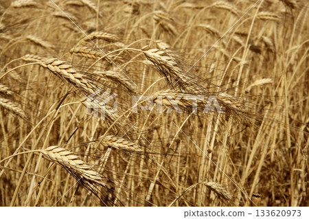 Agriculture wheat golden dried fiels crop 133620973
