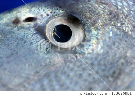 Denton, Mediterranean sparus fish, gilthead, snapper 133620991