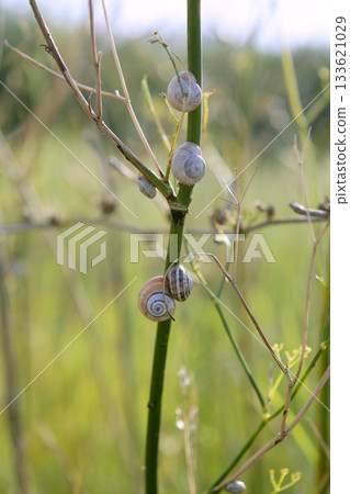 Green plant with snails climbing up  spring field 133621029