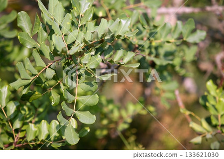 Carob locust tree round leaves detail  fruits  horses food 133621030