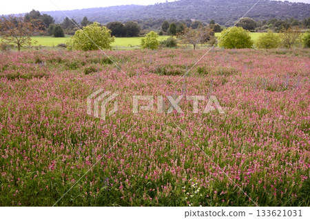 Beautiful Vicia Tinctoria pink flower plant used for natural dye 133621031