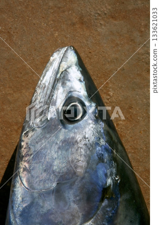 Bonito tuna, Sarda Sarda, close up portrait macro 133621033