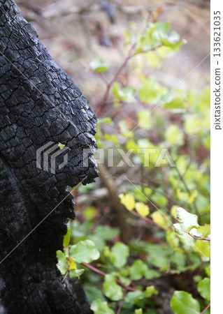 wood coal detail burned forest after fire disaster 133621035