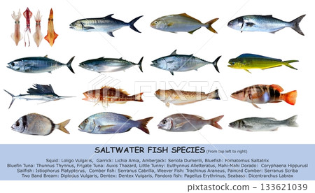 Fish species saltwater clasification isolated on white 133621039