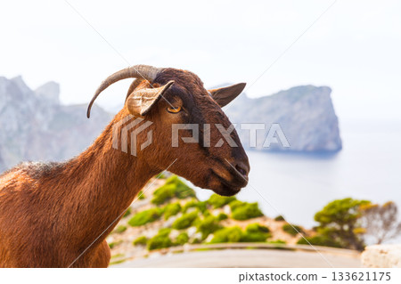 Majorca goat in Formentor Cape Lighthouse 133621175