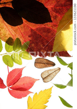 Autumn, fall leaves decorative still at studio white background 133621190