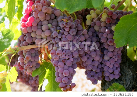 Agriculture wine red grapefruit field 133621195