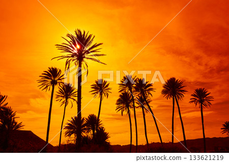 Almeria in Cabo palm trees in Rodalquilar Spain 133621219