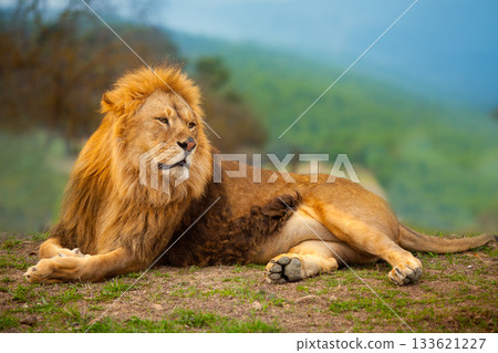 Lion male having a rest lying on the mountain Lion male having a rest lying on the mountain 133621227