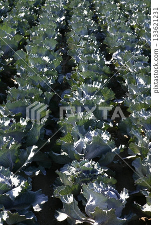 Agriculture in Spain, cabbage cultivation Agriculture in Spain, cabbage cultivation 133621231