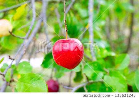 Apple red hanging from tree branch 133621243