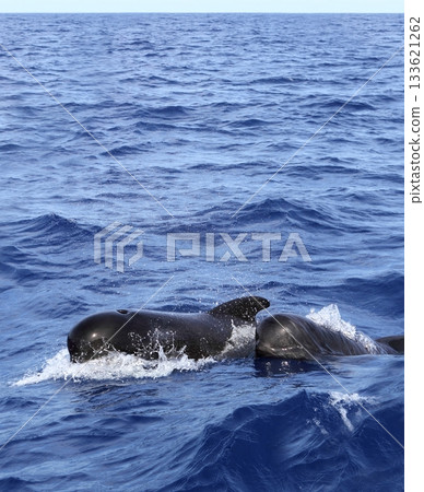pilot whales free with baby in mediterranean pilot whales free with baby in mediterranean 133621262