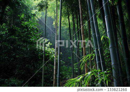 Bamboo forest in the morning Bamboo forest in the morning 133621268