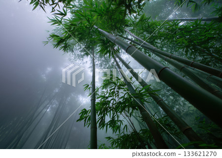 Bamboo forest with fog in the morning Bamboo forest with fog in the morning 133621270