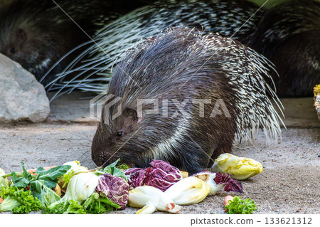 Indian crested Porcupine, Hystrix indica in a german nature park Indian crested Porcupine, Hystrix indica in a german nature park 133621312