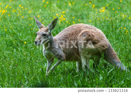 The red kangaroo, Macropus rufus is the largest of all kangaroos and the largest extant marsupial. The red kangaroo, Macropus rufus is the largest of all kangaroos and the largest extant marsupial. 133621316